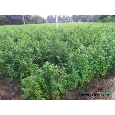 杜英行情报价\杜英图片展示