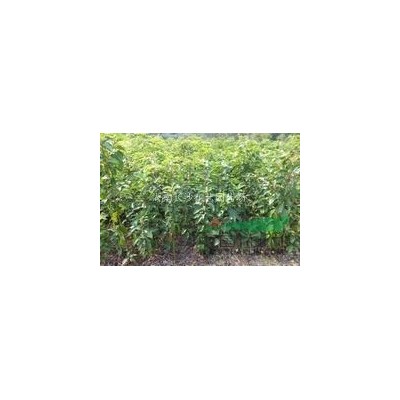 湖南桂花-桂花生长需要