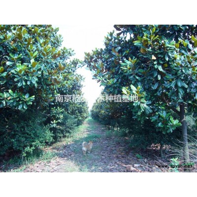 桂花*新价格/桂花报价