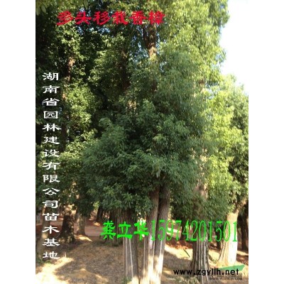 杜英，杀头杜英，湖南杜英