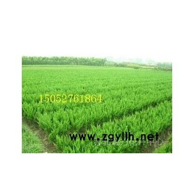 金叶女贞售金叶女贞.红叶小波、大叶女贞等