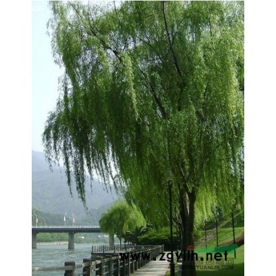 桂花价格行情/2016年*新桂花价格报价、