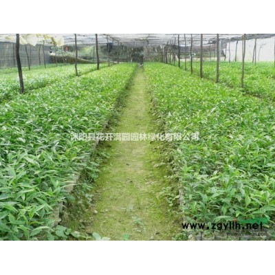 处理桂花 保本就甩  价格*低