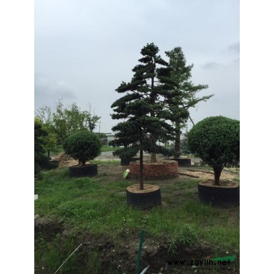 苏州供应高度220 冠幅150的精品桂花