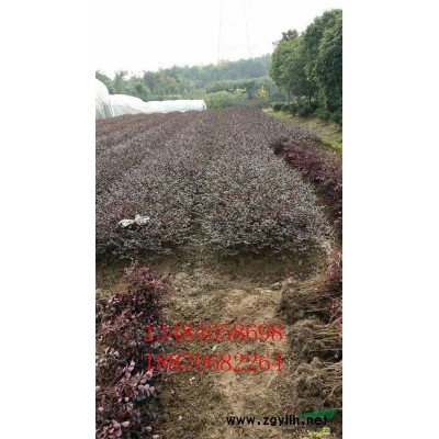 桂花价格 浙江桂花 金华桂花