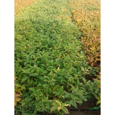 桂花 河南金桂*新报价