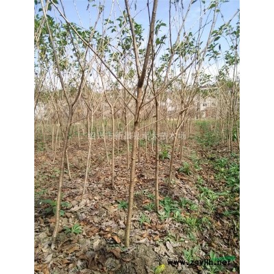 浙江三四公分丛生桂花