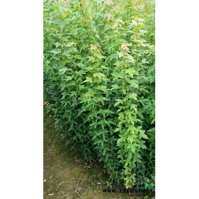 桂花价格 浙江桂花 嵊州桂花