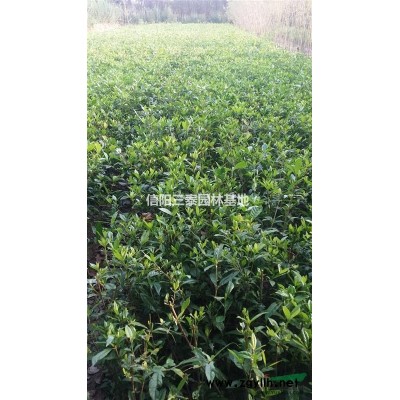河南桂花苗基地、潢川桂花苗基地、桂花苗价格