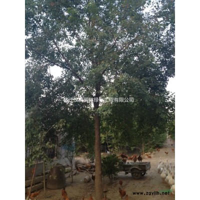 2022年江苏红枫价格行情 大小红枫农户新报价