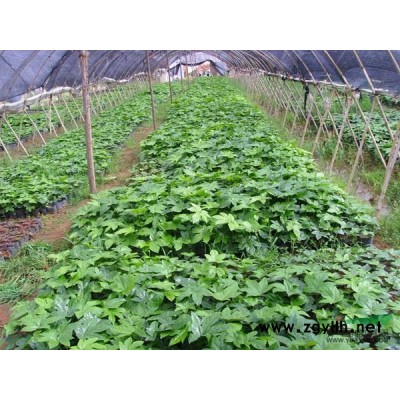 桂花*新价格/桂花报价