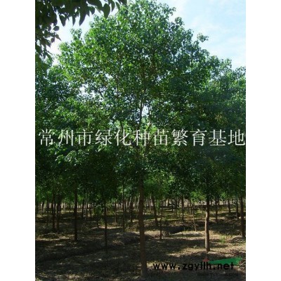 常州桂花（金桂），桂花（金桂）生长性质