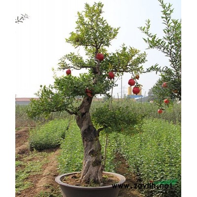 精桩桂花盆景，古桩桂花盆景，大型桂花盆景