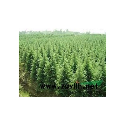 桂花 *新桂花报价 桂花照片 桂花规格*