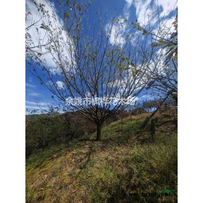 四明山红枫基地直销