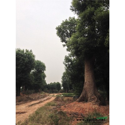 桂花基地供应/桂花基地图片