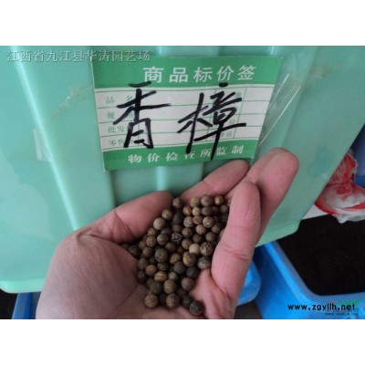 0.5公分马褂木小苗 1公分马褂木小苗 1.5公分马褂木小苗 2公分马褂木小苗