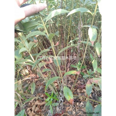 优质特价1--18公分马褂木 江西马褂木农户产地直销