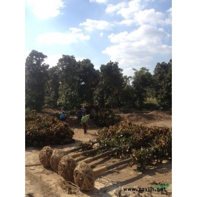 桂花苗圃实拍图片