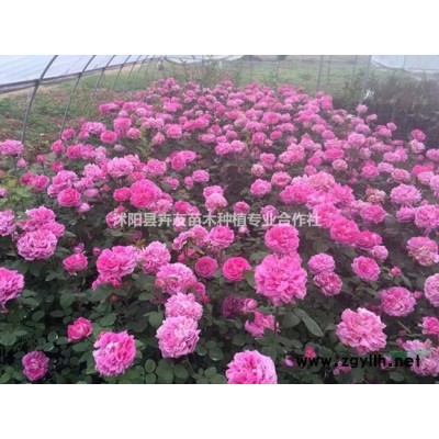 园林绿化小区绿化马褂木 鹅掌楸小苗 马