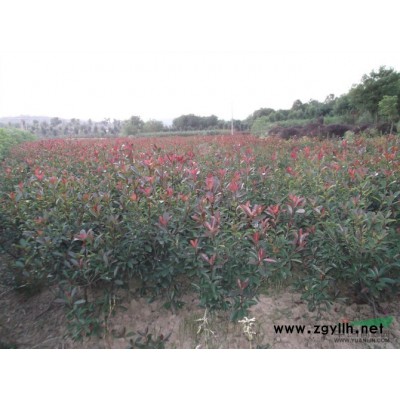 安徽肥西桂花1批发/安徽肥西圣杰苗圃金桂特价批发