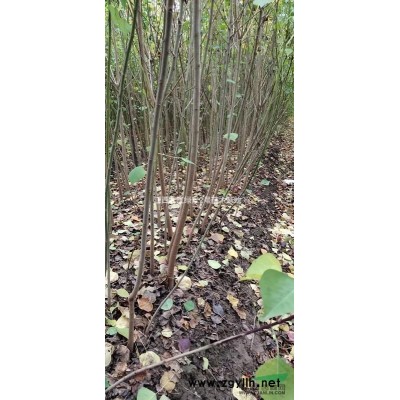 江西九江供应8-15公分马褂木