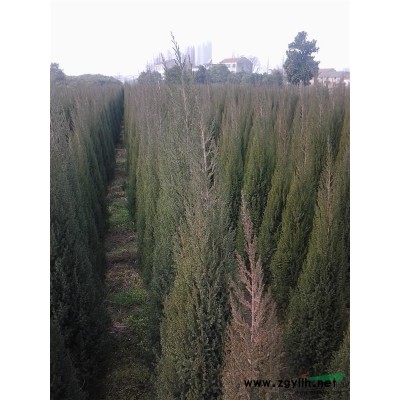 大小桂花，塔柏，及小叶榕，红花紫荆，老人葵