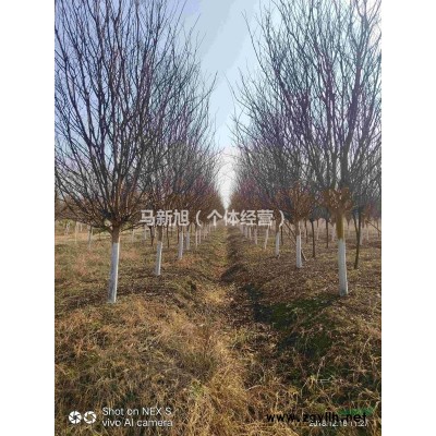 安徽肥西精9~18马褂木 鹅掌楸 杂交马褂木