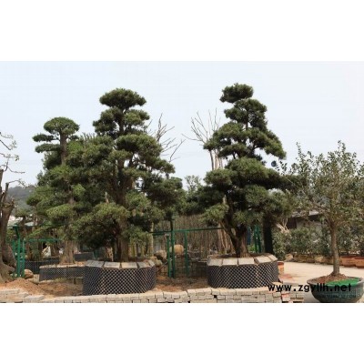 四季桂花球报价/湖南四季桂花球报价