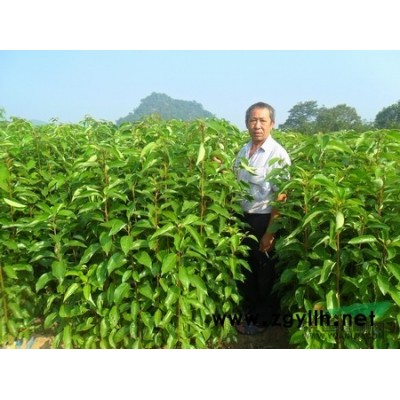 广西绿化苗，供应桂花芽苗，籽播八月桂小苗。