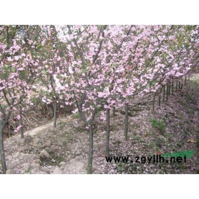 浙江桂花小苗介绍