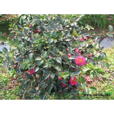 桂花行情报价\桂花图片展示