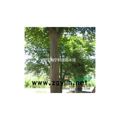 专供3-9公分马褂木（鹅掌楸），马褂木价格，*便宜马褂木批发