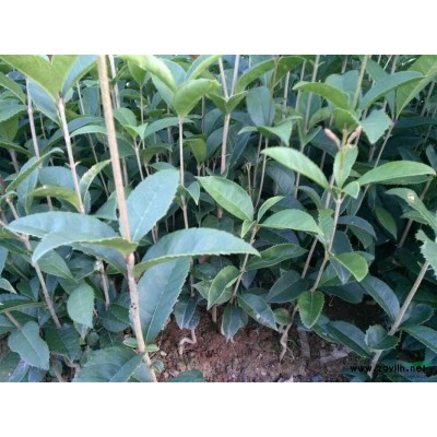 供应20-30公分桂花苗，红枫树苗，黄花梨