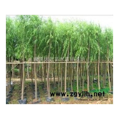 马褂木价格，北美马褂木价格、苗圃马褂木价格