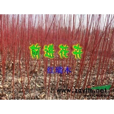 江苏销售地径1cm-8cm红枫、美国红枫、日本红枫、红枫小苗