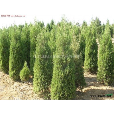 马褂木 江苏马褂木 马褂木报价