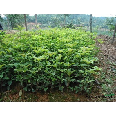 湖南桂花树桂花树图片