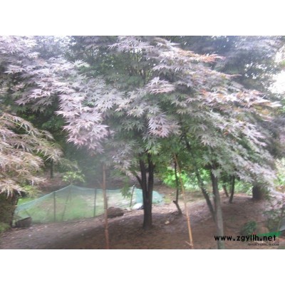 350-400蓬径精品景观绿化工程桂花 绿化桂花 浙江桂花