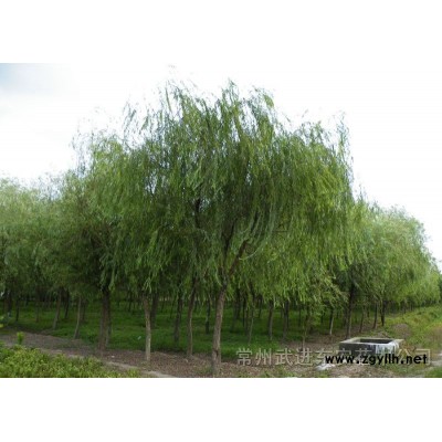 喜树、枫香、大叶女贞、马褂木、紫薇、水杉、重阳木等苗木