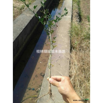 20公分金桂 桂花 桂林桂花 金桂