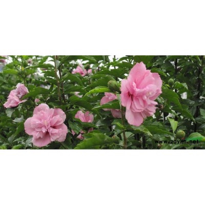 大叶女贞4-12cm5000棵