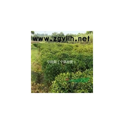 浙江供应冠幅30-400公分桂花