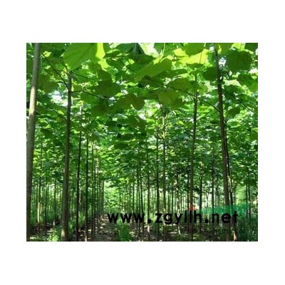 大量供应泡桐苗、泡桐种根 、栾树、杜英小苗