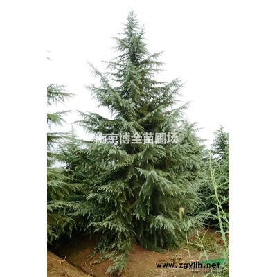 南京3米冠幅桂花