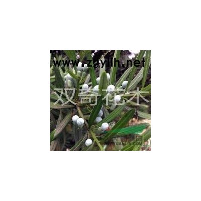 广玉兰罗汉松桂花香樟杜英