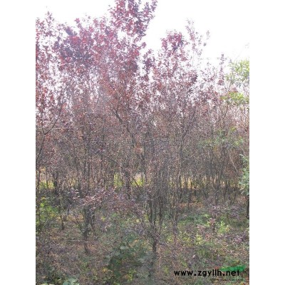 桂花16供应/桂花16图片