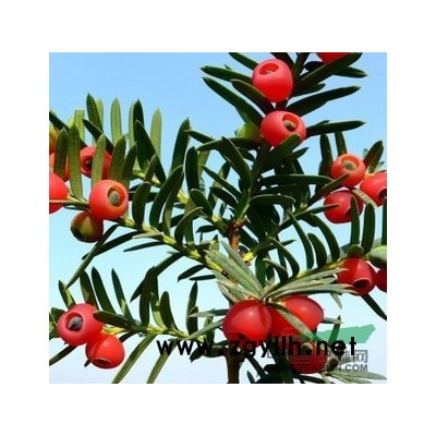 马回玲有杜英销售