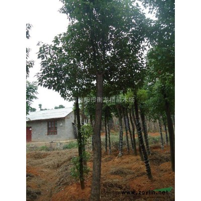 湖南桂花 大桂花 桂花树 桂花价格