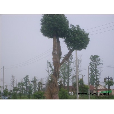 桂花，江苏桂花，2013年桂花价格，出售桂花